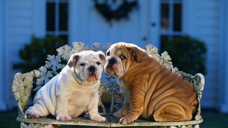 Собачка бульдог