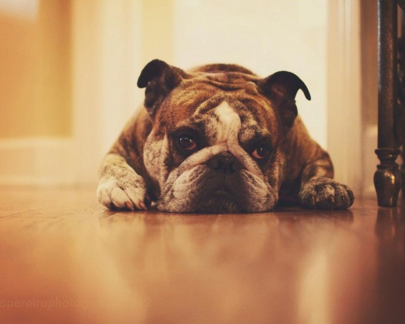 Французский бульдог