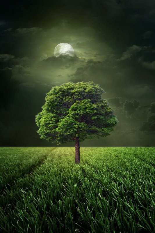 Красивая природа дерево