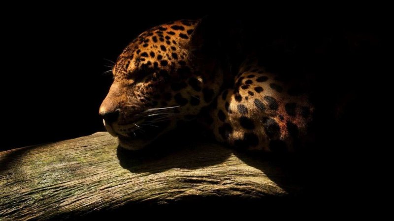 Леопард заставка