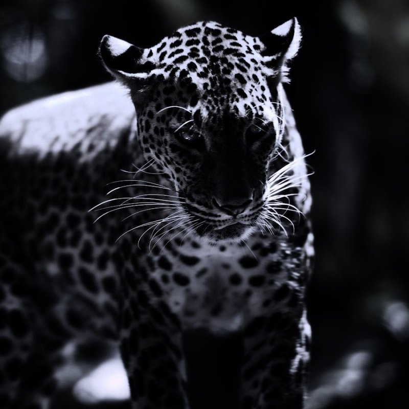 Леопард черно белый