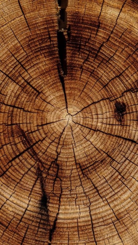 Фактура древесины