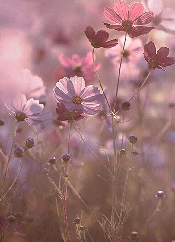 Природа в пастельных тонах