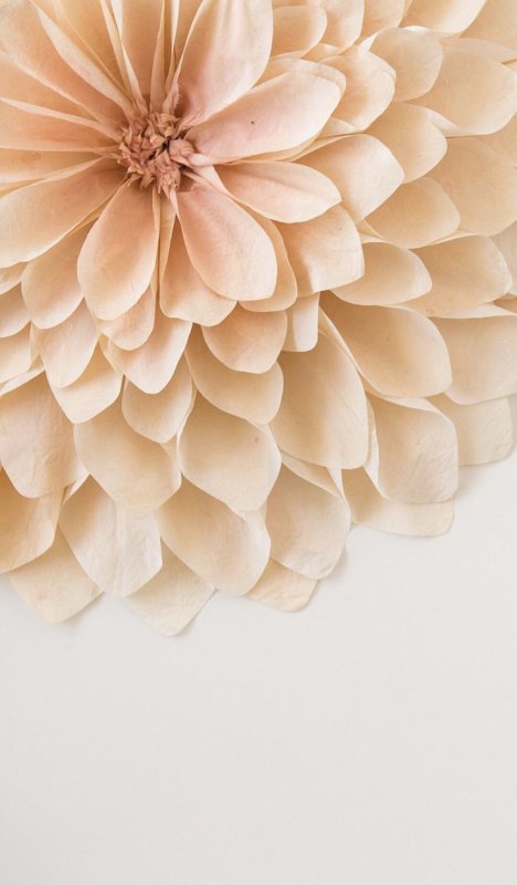 Бежевые цветы