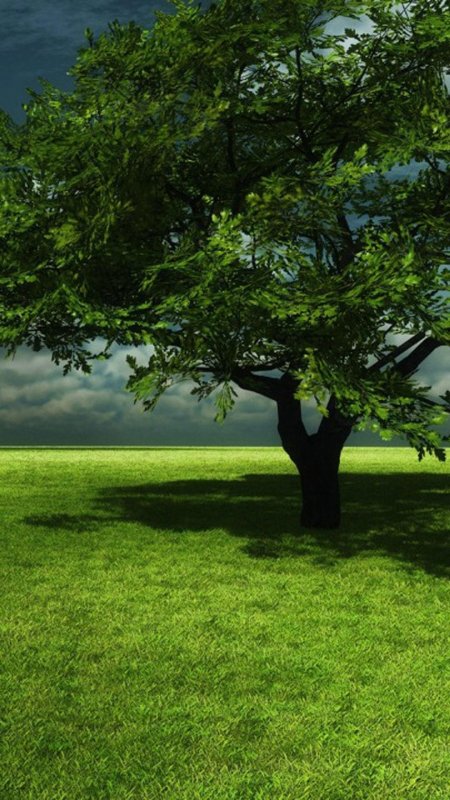 Природа зелень