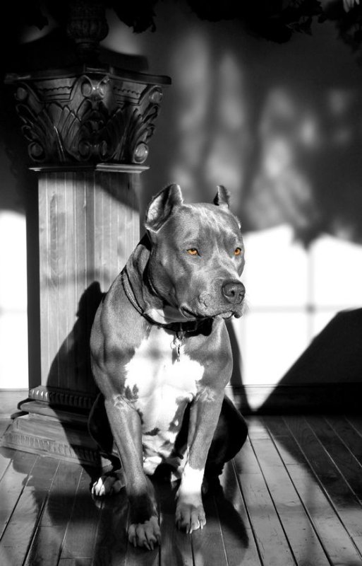 Стаффордширский терьер амстафф