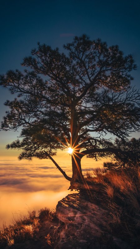 Красивое одинокое дерево