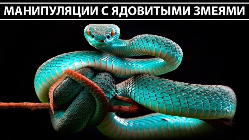 Куфия змея Белогубая