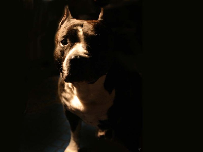 Стаффордширский терьер на черном фоне