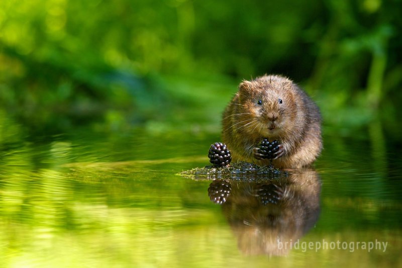 Водяная полёвка водяная крыса