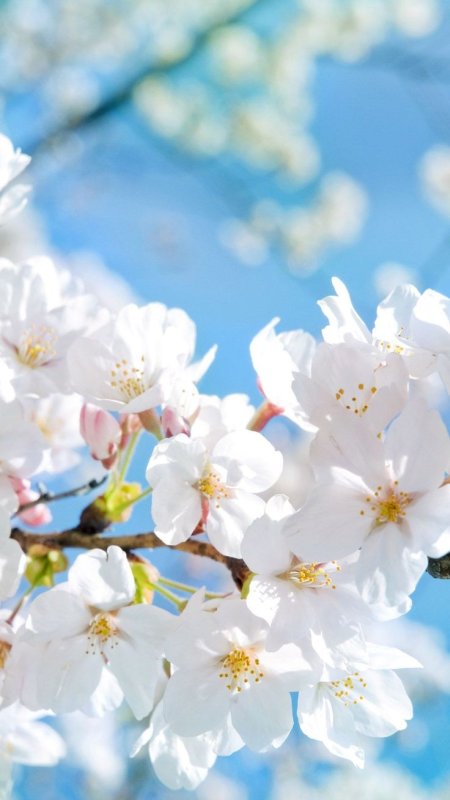 Цветущая Весна