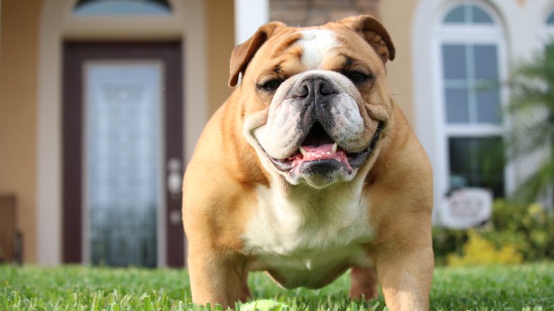 Британский бульдог