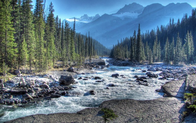 Горный Алтай Тайга