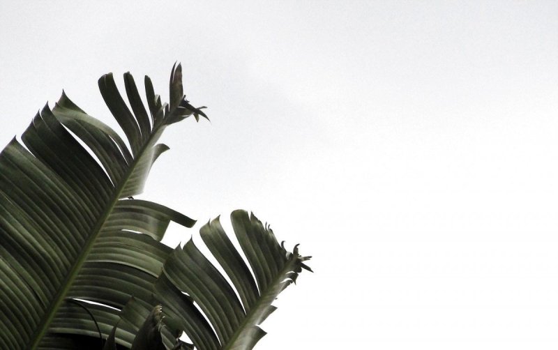 Фиолетовые листья пальмы