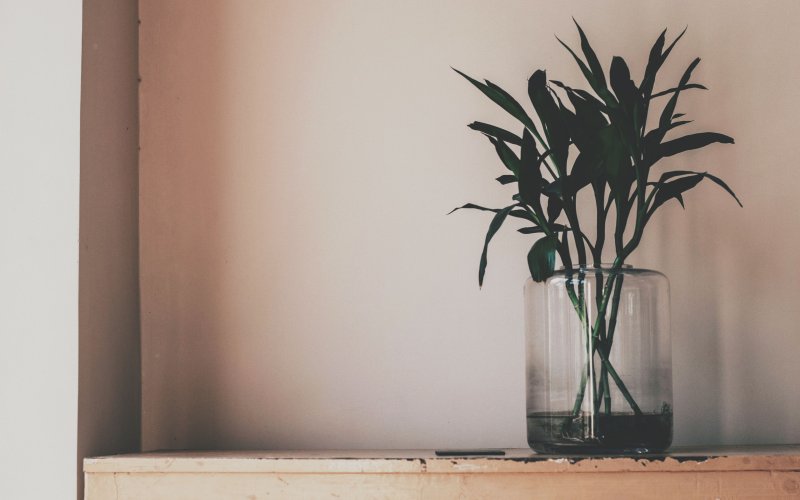 Растения Эстетика