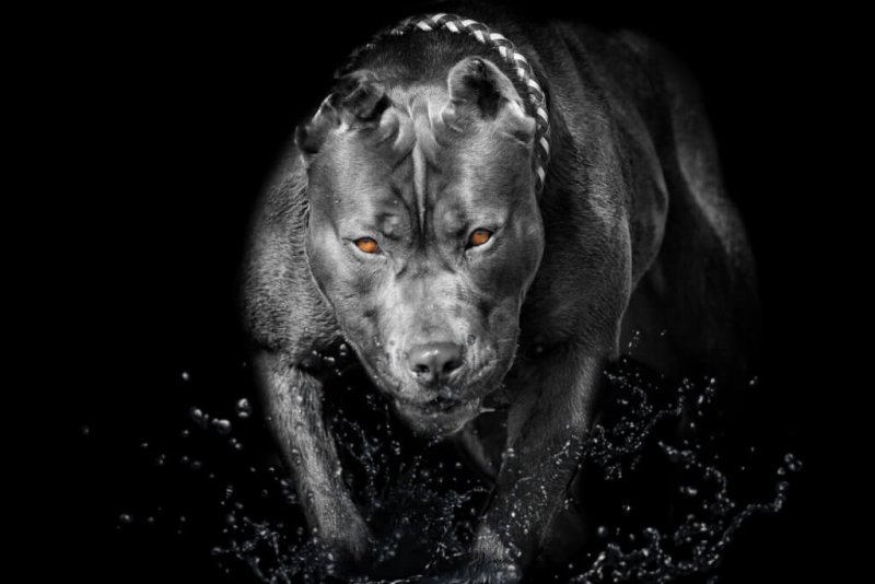 Питбуль фон