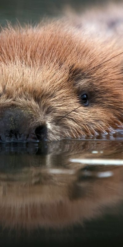 Заставки на телефон бобры