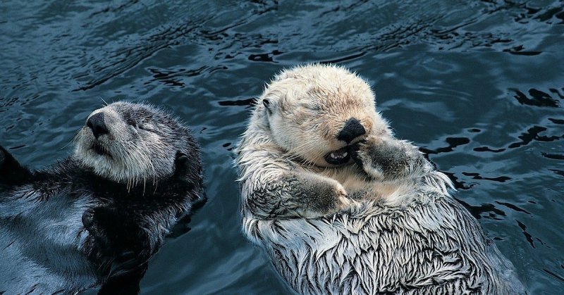 Выдра калан