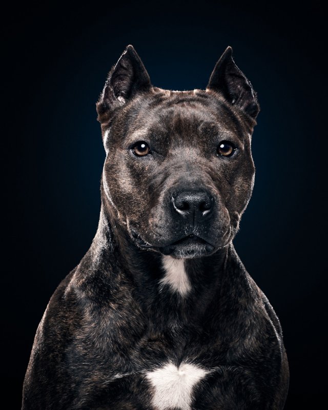 Американский стаффордширский терьер что рный