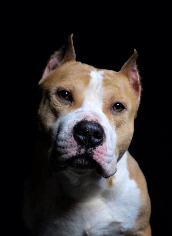 Американ... Стаффорд... Терьер