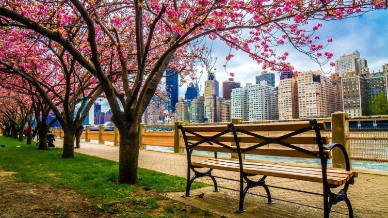 Централ парк Нью-Йорк весной