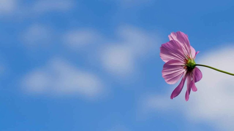 Цветы на фоне неба