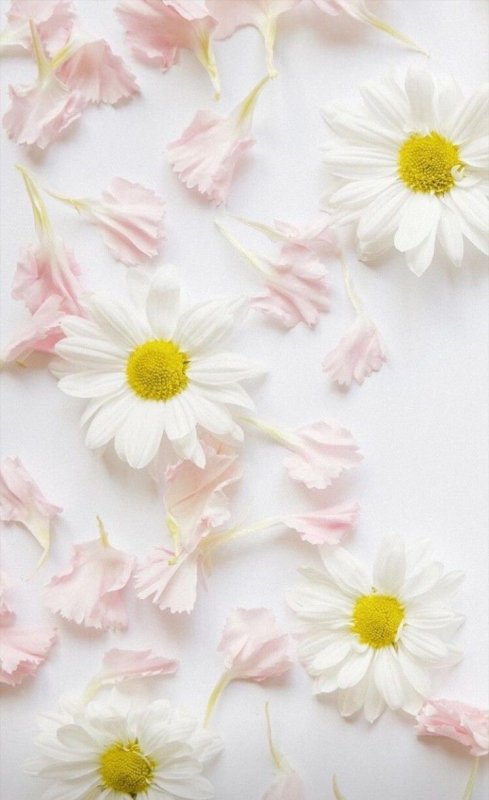 Нежный цветок