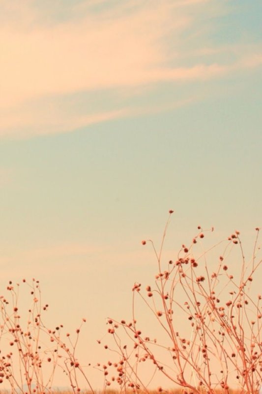 Бежевые обои на телефон