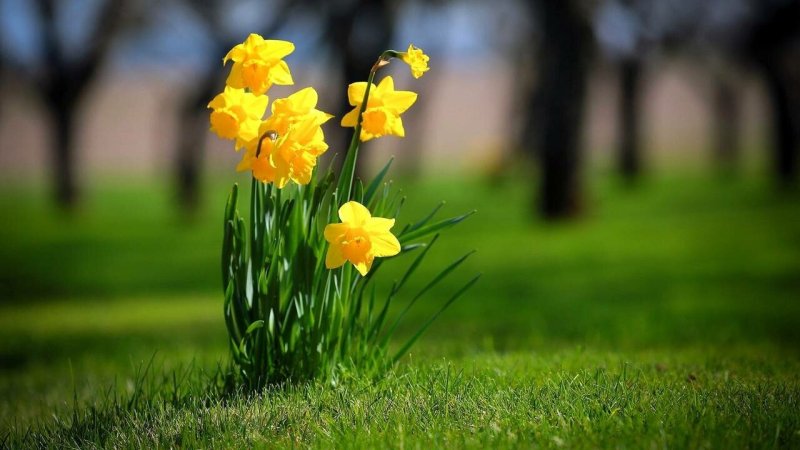 Нарциссы куст