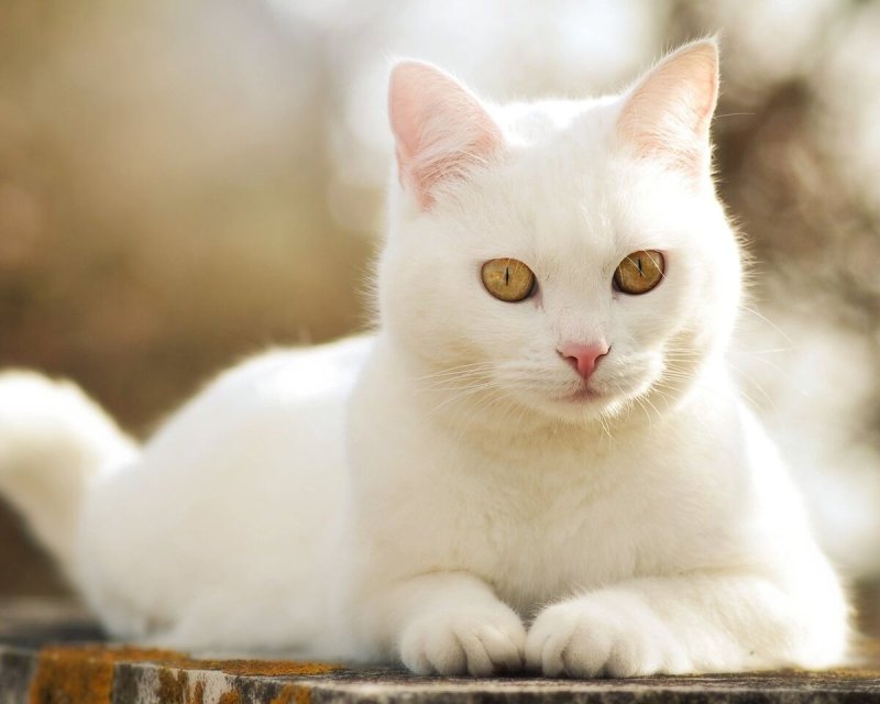 Khao Manee котята