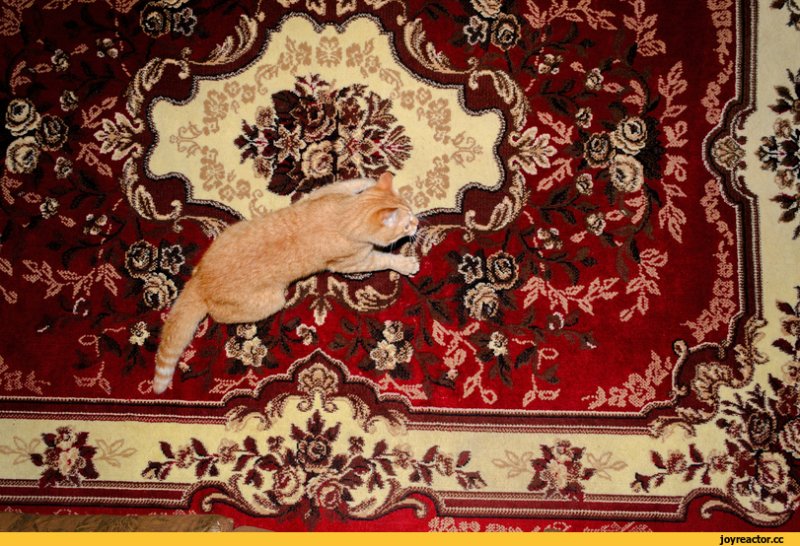 Красный ковер на стене