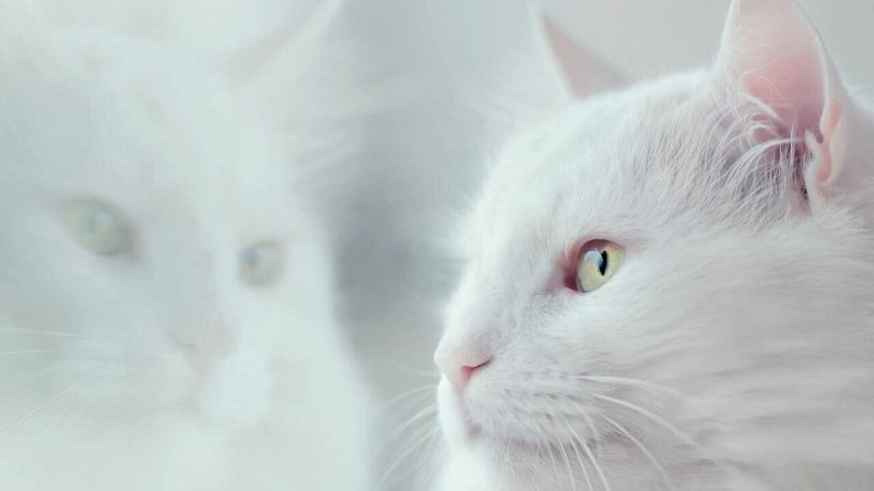 Белая пушистая кошка