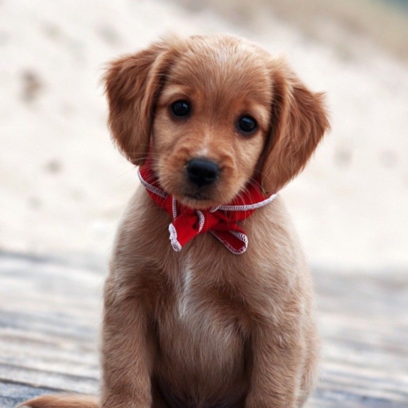 Милый щенок