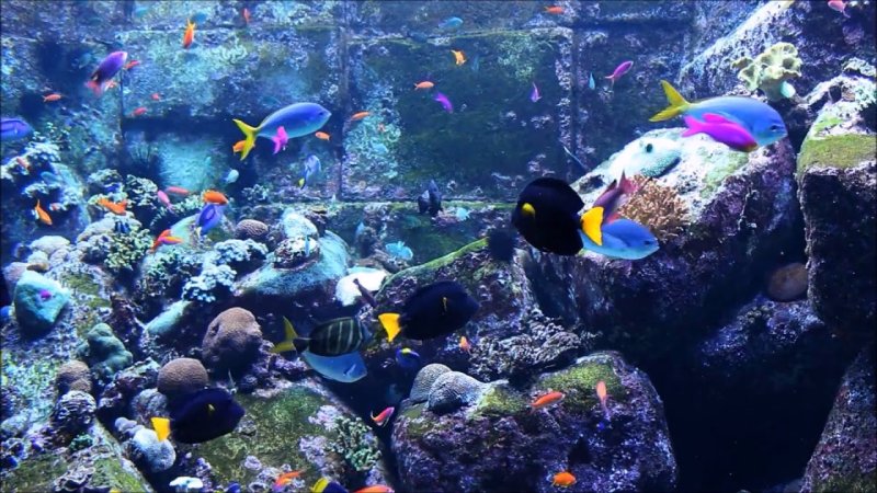 Скринсейвер рыбки