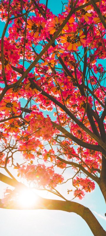 Заставка дерево