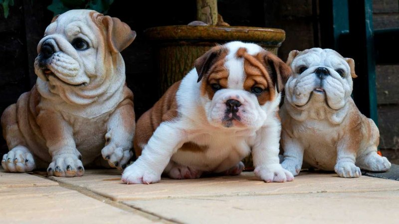 Ирландский бульдог