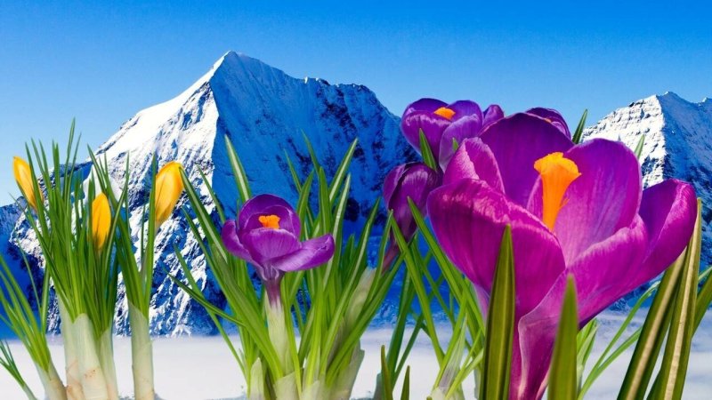 Весенние первоцветы тюльпан