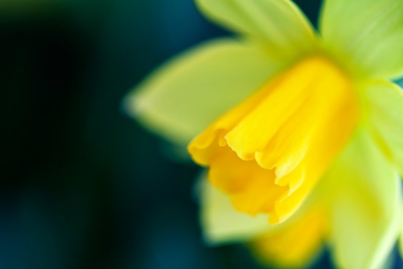 Нарцисс цветок желтый