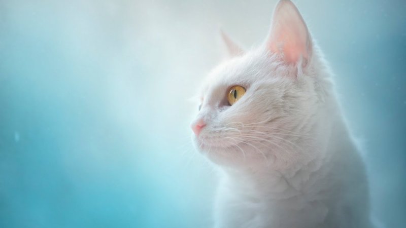 Белый котик