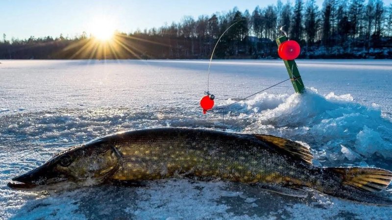 Жерлица на щуку