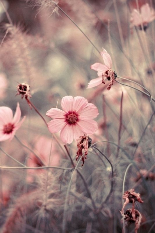 Цветы Макросъемка