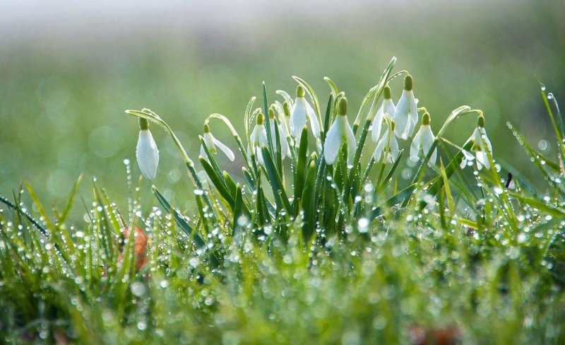 Весенняя капель