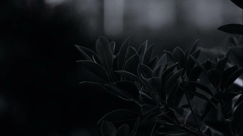 Мрачные цветы