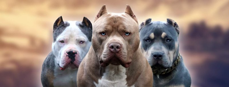 Американский булли злой