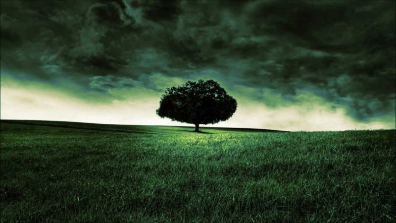 Одинокое дерево в поле