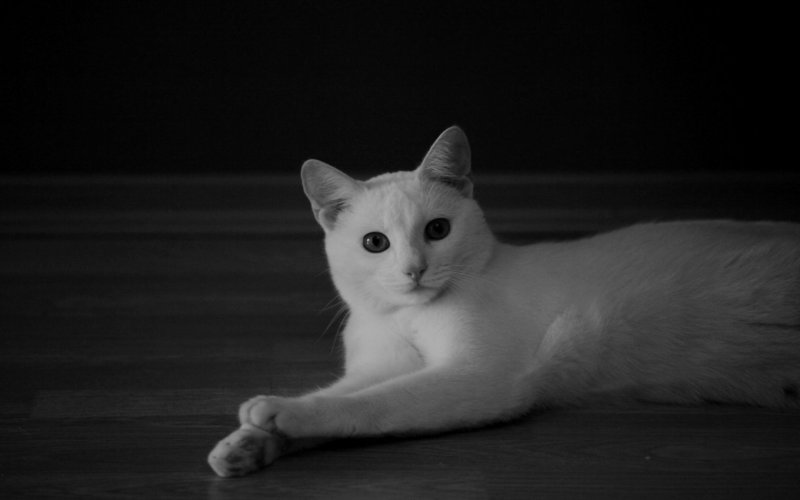 Кошка белая