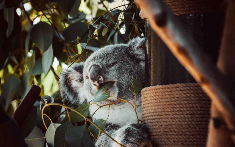 Коала на дереве