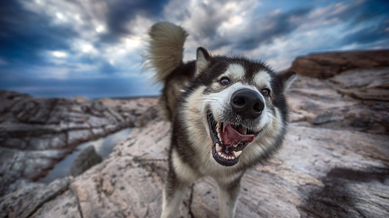 Аляскинский маламут большой