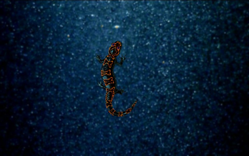 Саламандра обои