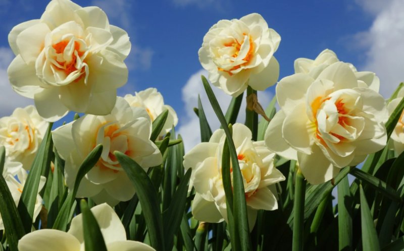 Нарцисс спринг Сан